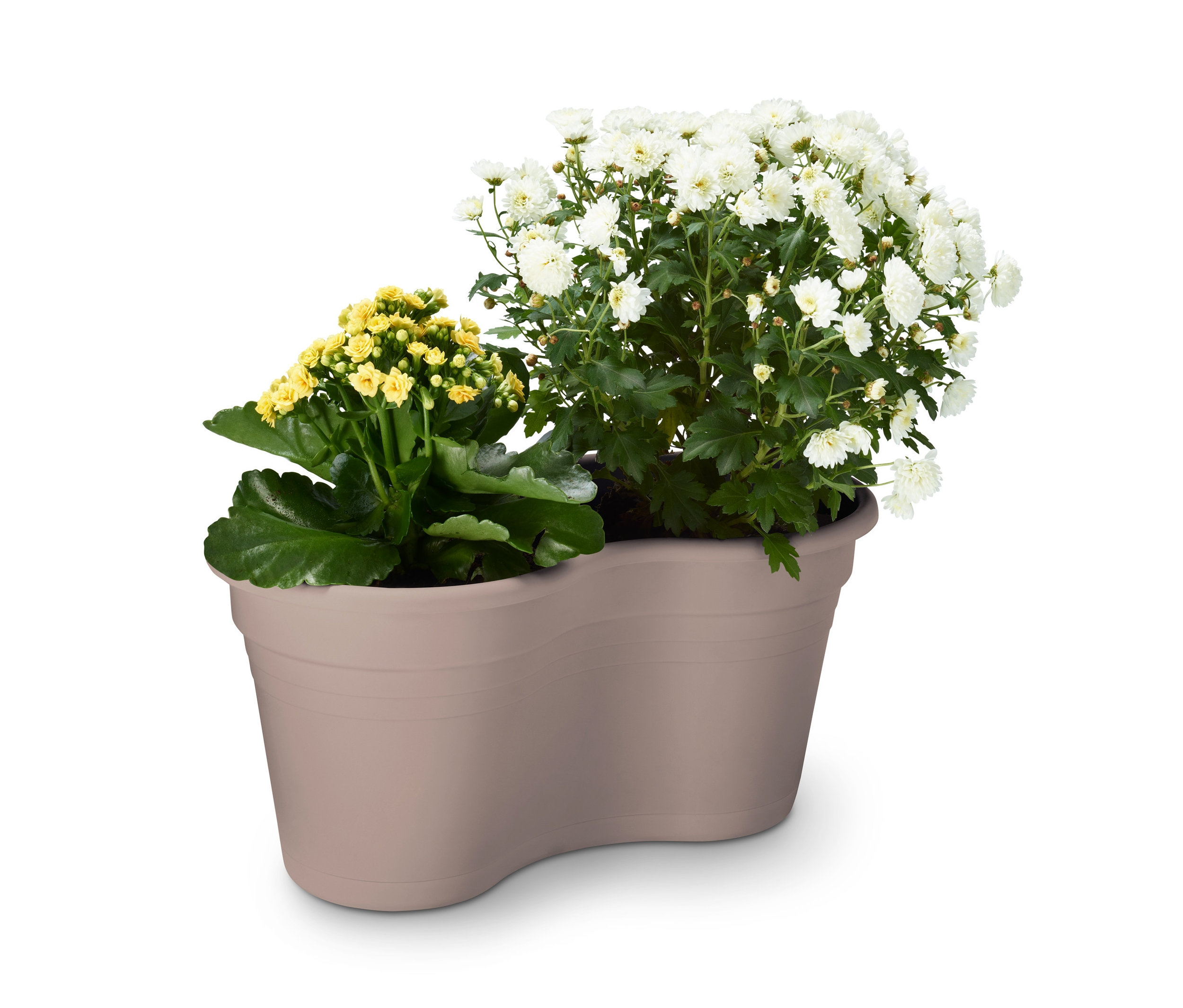 Balkon askılı ikili çiçek saksısında sarı ve beyaz çiçekler.