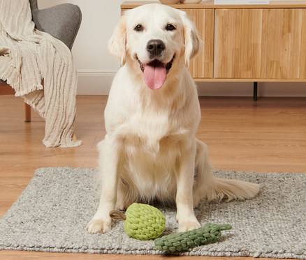 Golden Retriever bir halının üzerinde, yanında elma-kabak köpek oyuncağı ile oturuyor.