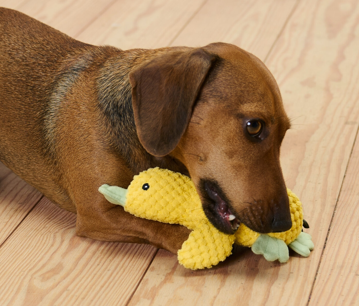 Kahverengi bir Dachshund, ahşap bir zeminde yatıyor ve »Küçük Ördek« pelüş köpek oyuncağını ısırıyor.