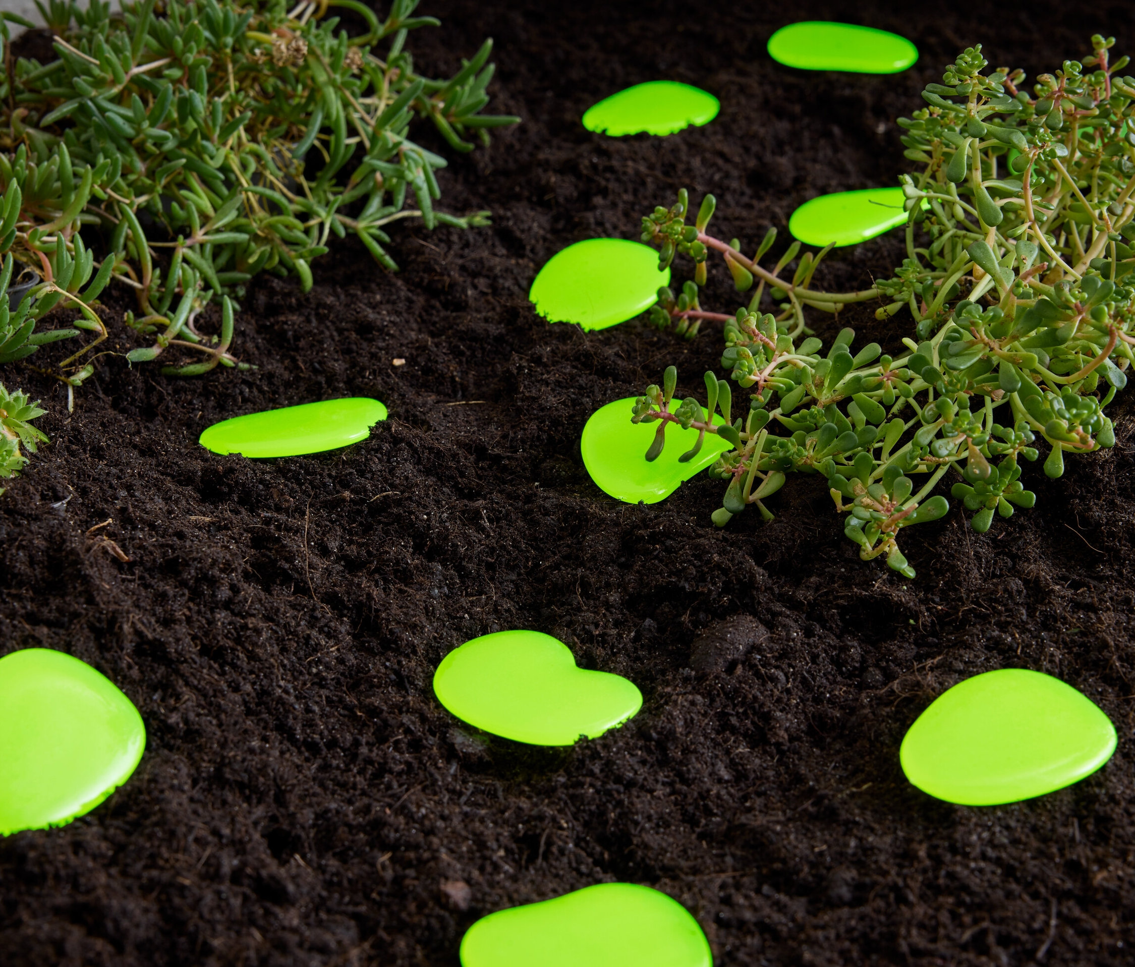 Yeşil ışıldayan çakıl taşları bitkilerin yanında toprakta duruyor.