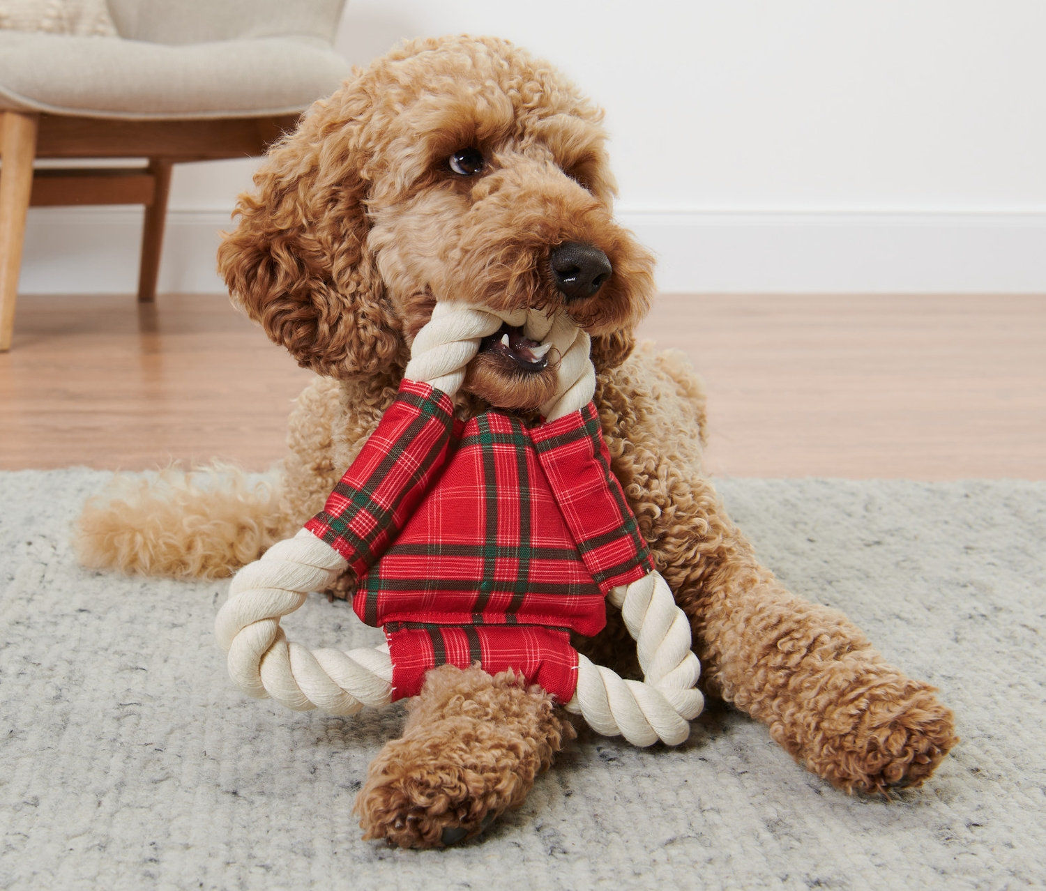 Golden retriever cinsi köpek gri bir halının üzerinde yatıyor ve bir Köpek Oyun Halatı kemiriyor.