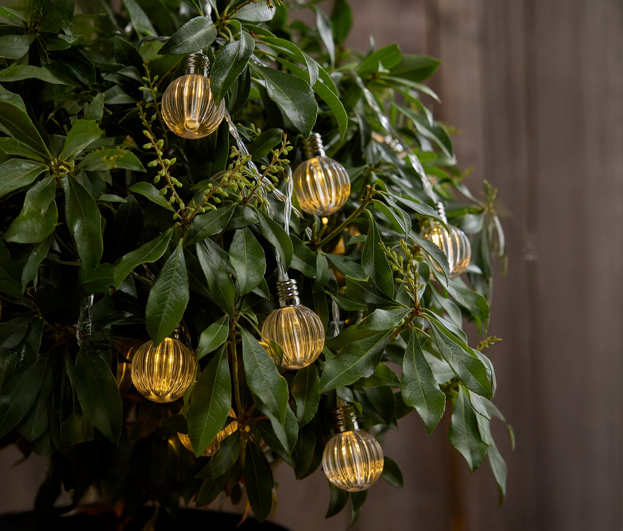 Yaprakların arasında asılı duran küçük sarı ampulleri olan bir ağacın yakın çekimi.