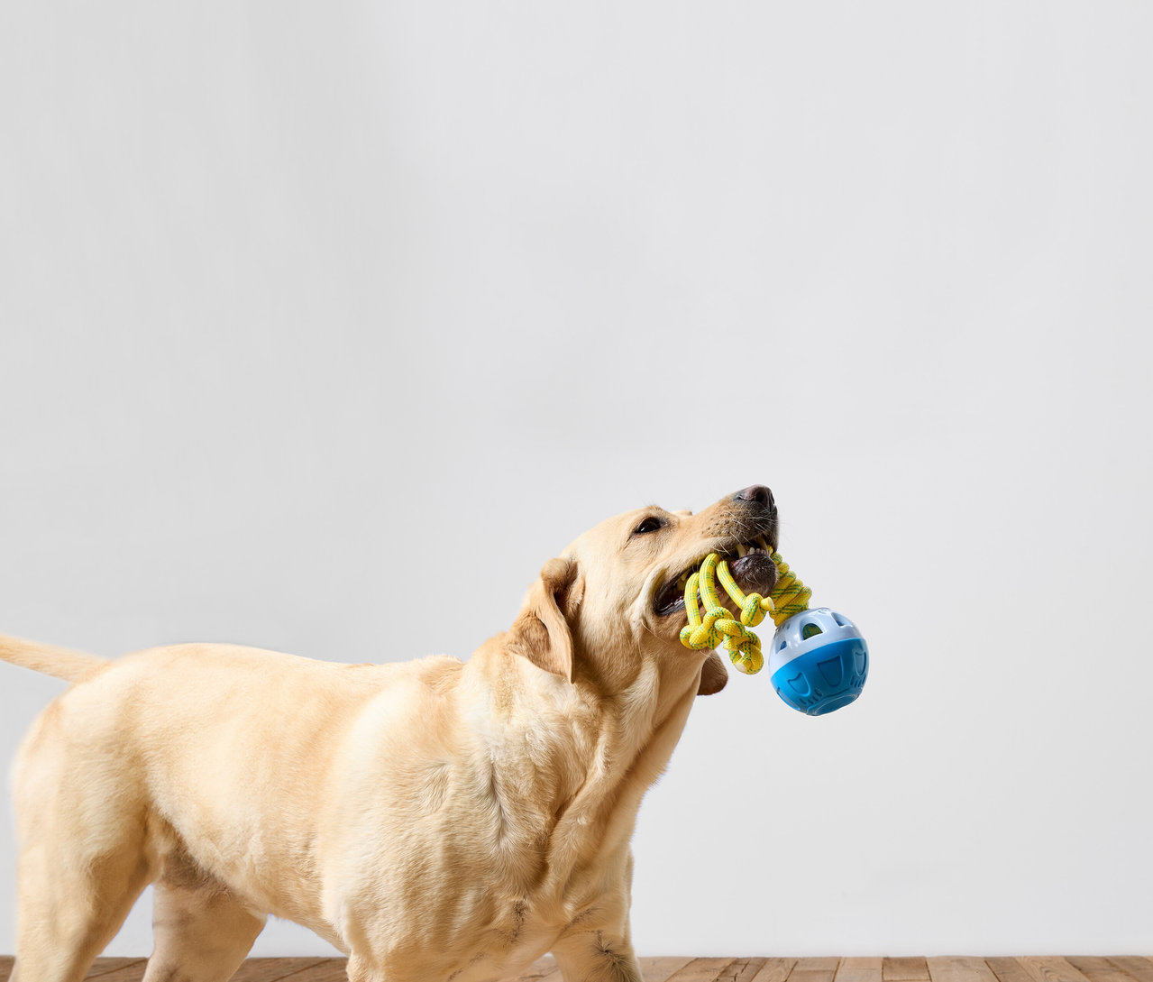 Bir Labrador Retriever ağzında mavi bir oyuncak ve sarı bir halat oyuncak tutuyor.