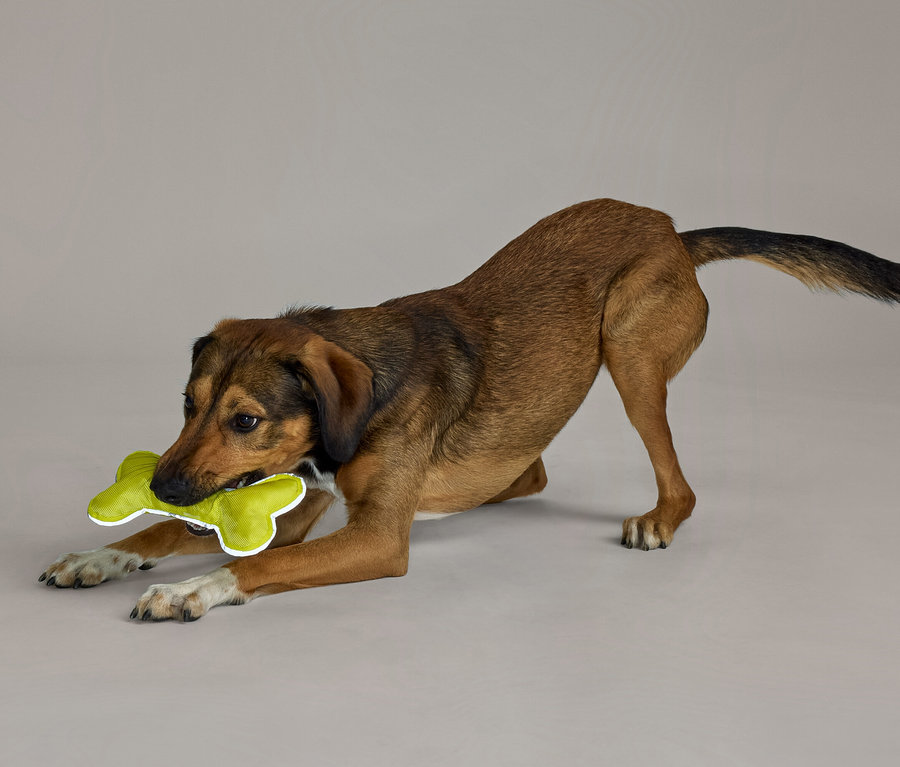 Oyunbaz bir duruşta, ön patileri uzatılmış ve vücudu alçaltılmış kahverengi bir köpek, ağzında limon yeşili kemik şeklinde bir oyuncak tutuyor.