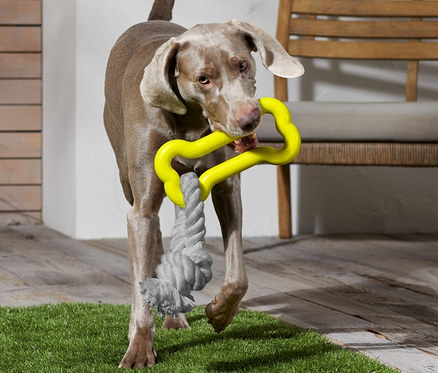 Köpek, Köpek Oyuncağı taşıyor