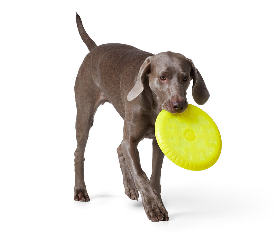 Gri bir Weimaraner ağzında sarı bir köpek frizbisi taşıyor.