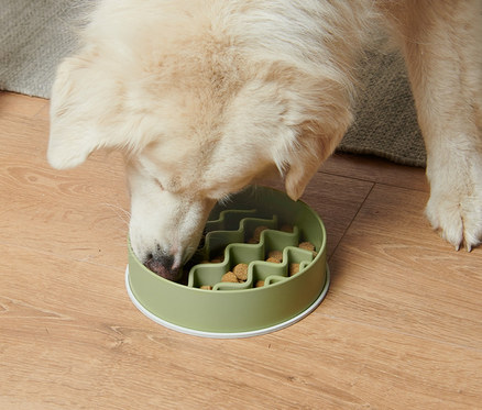 Köpek, yavaş yeme mama kabından yemek yiyor.