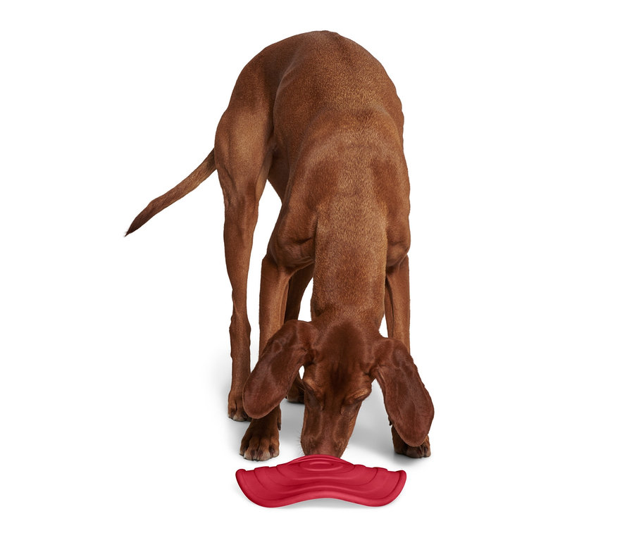 Köpek köpek frizbisini kokluyor.