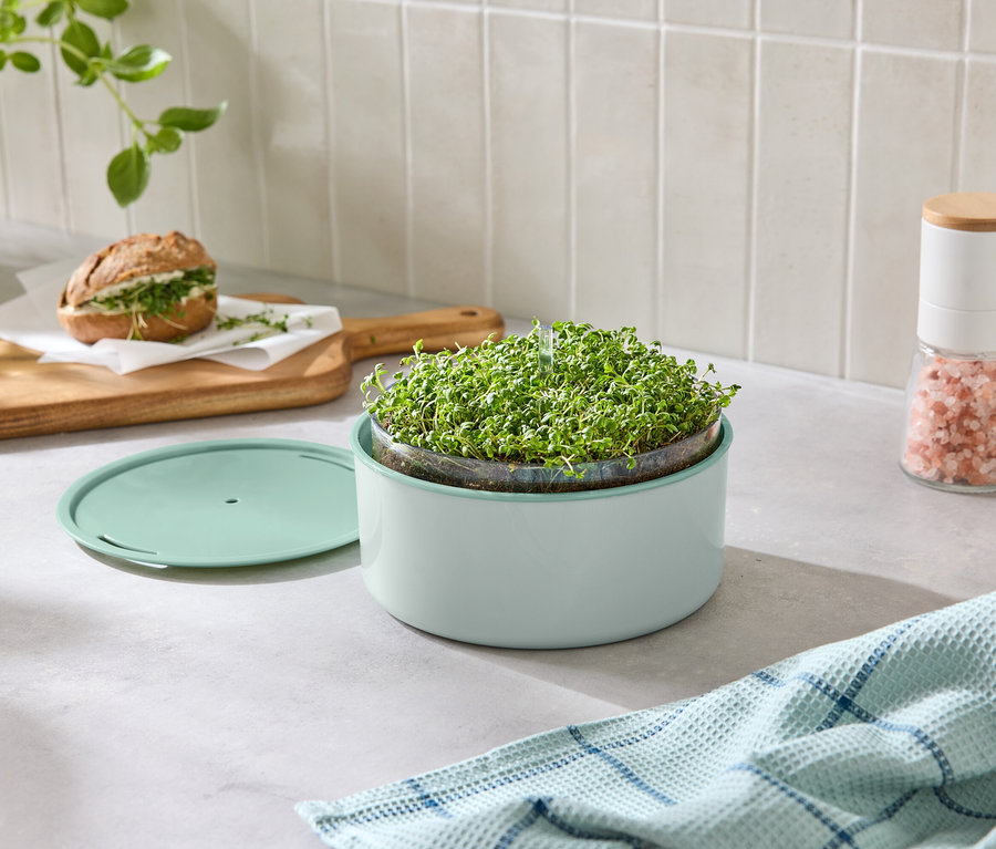 Tezgah üzerinde filiz yetiştirme kiti, sandviç, tuzluk ve bulaşık bezi fotoğrafı.