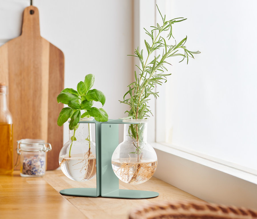 Mutfak tezgahında çelik ve çoğaltma istasyonunda fesleğen ve biberiye.