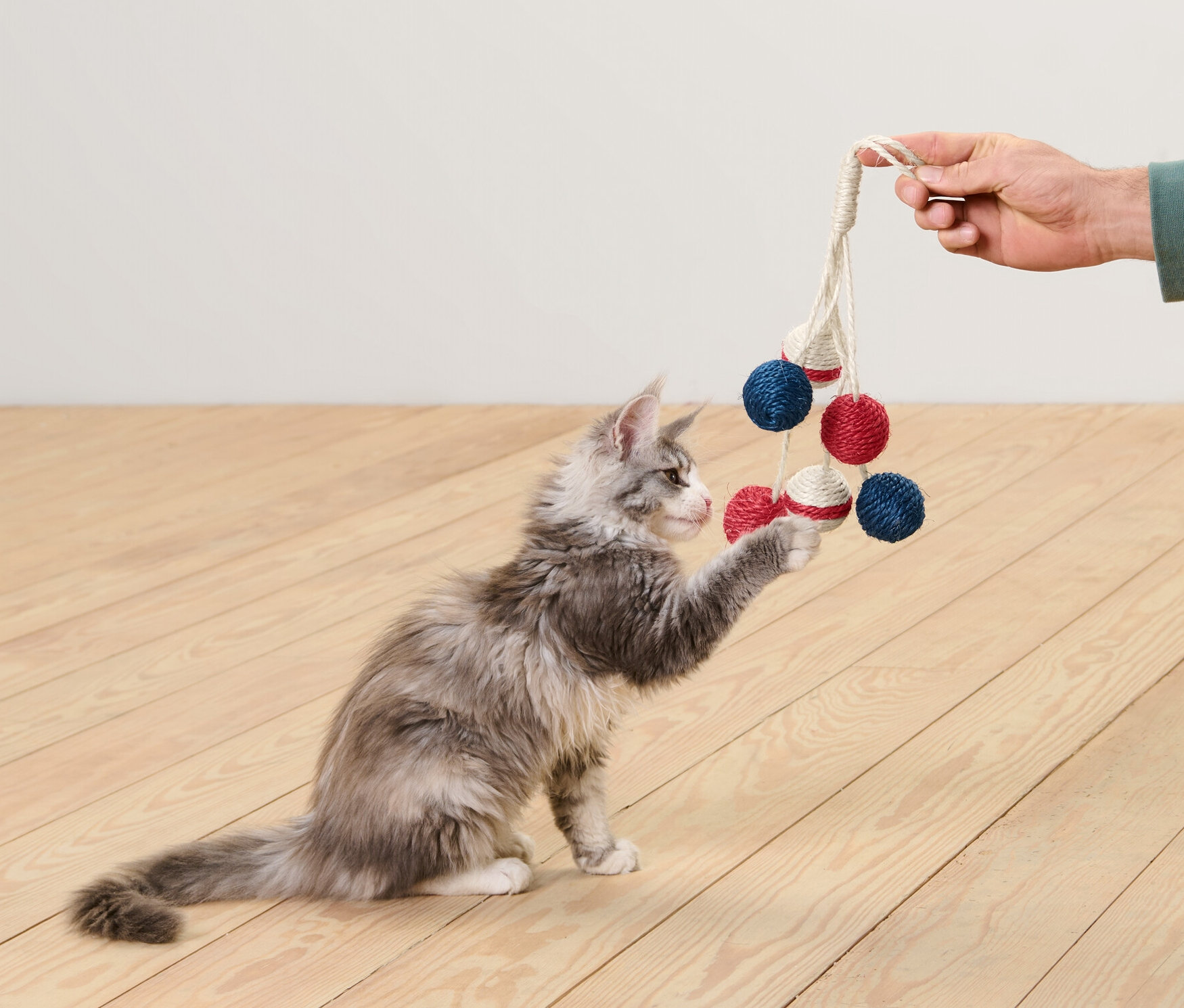 Bir kedi, bir elin tuttuğu Kedi Oyuncağı »Çıngırak« ile oynuyor.