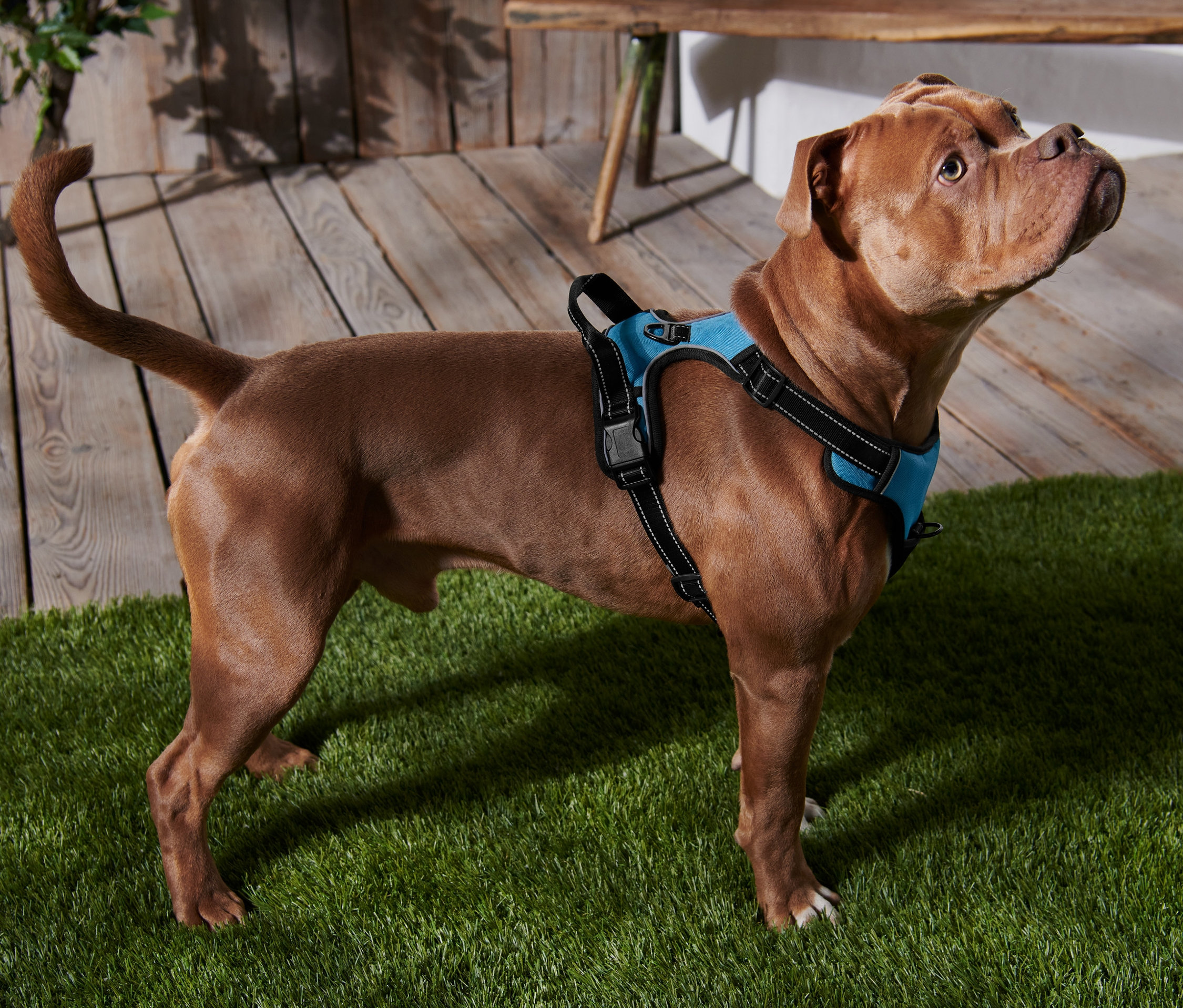 Kahverengi bir köpek yapay çim üzerinde duruyor ve mavi bir XL Köpek Göğüs Tasması takıyor.