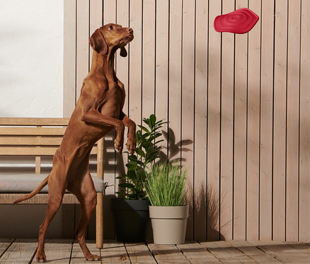 Kahverengi bir köpek, bir Köpek Frizbisini yakalamak için arka ayakları üzerinde duruyor.