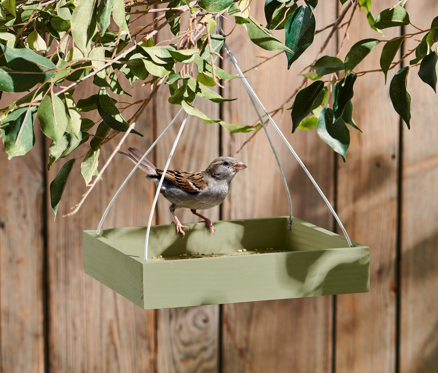 Serçe yeşil Kuş Yemliği üzerinde duruyor.