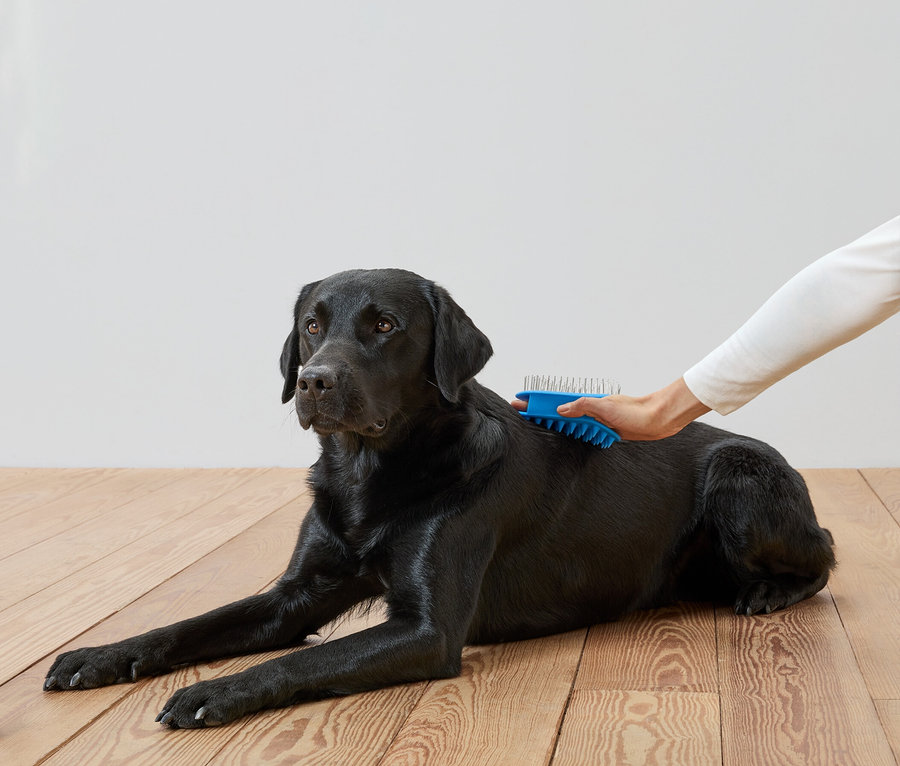 Bir el, ahşap bir zeminde yatan siyah bir Labrador'u mavi bir fırça ile fırçalıyor.