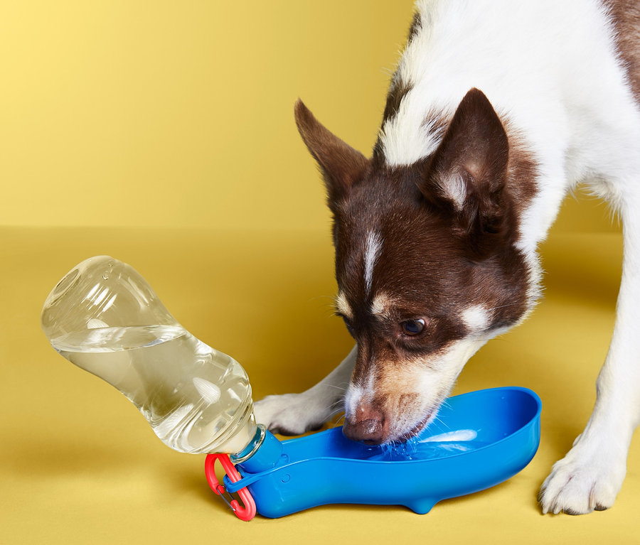 Köpek Taşınabilir Köpek Matarasından su içiyor.
