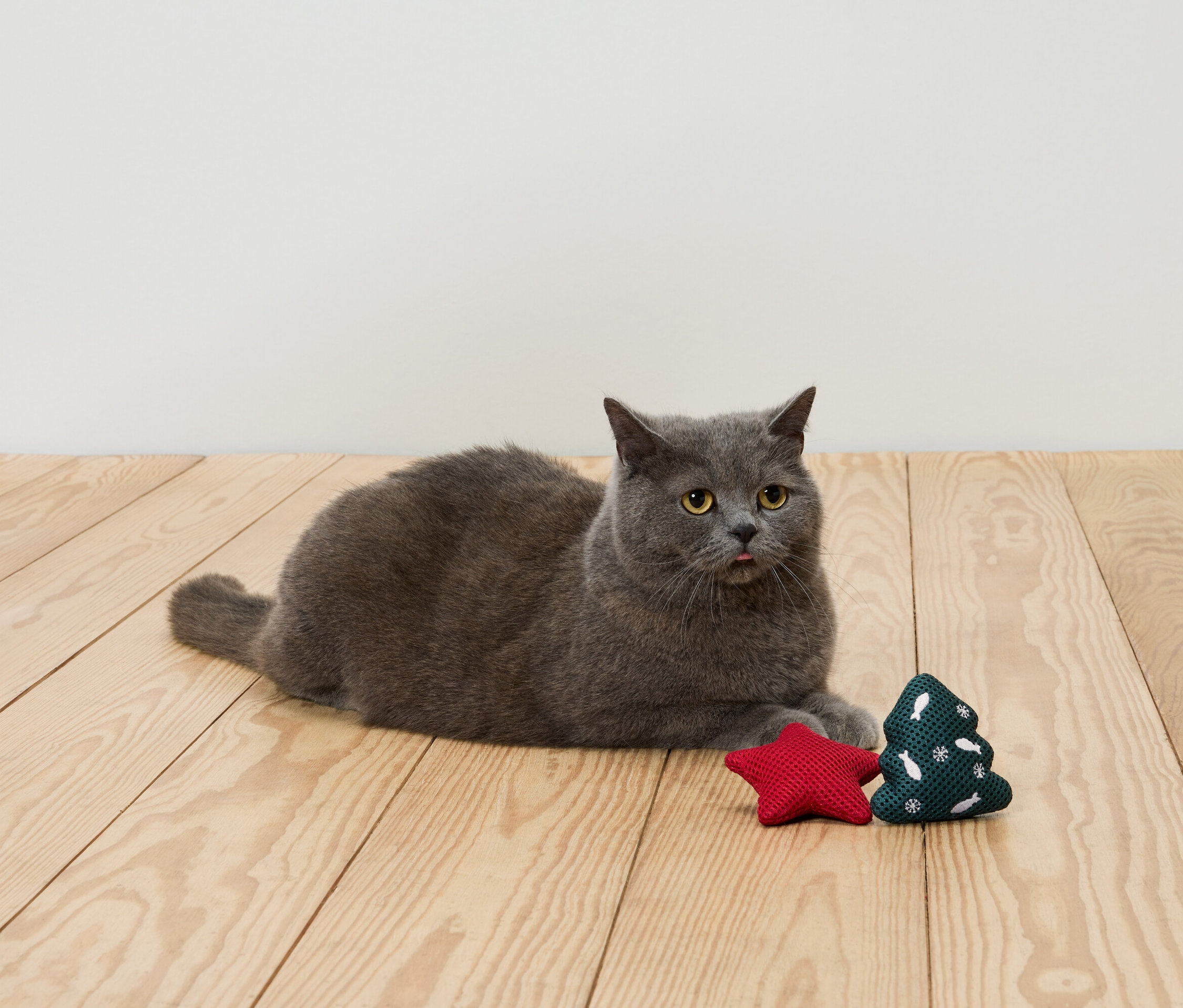 Gri bir kedi, ahşap bir zeminde kırmızı bir yıldız ve yeşil bir Noel ağacının yanında yatıyor.