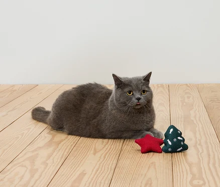 Gri bir kedi, ahşap bir zeminde kırmızı bir yıldız ve yeşil bir Noel ağacının yanında yatıyor.