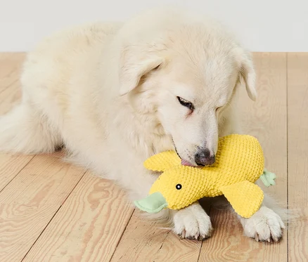 Beyaz köpek ahşap bir zeminde yatıyor ve »Ördek« pelüş köpek oyuncağını ısırıyor.