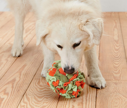 Beyaz köpek, ahşap zeminde Hayvan Bulmaca Topu ile oynuyor.