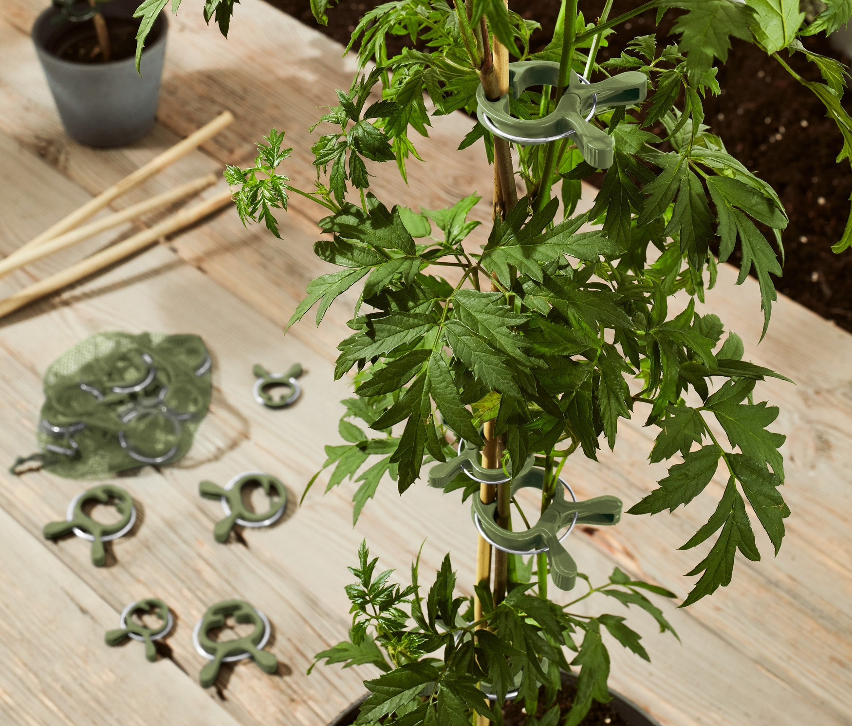 Saksıdaki bir bitkinin, 20 adet bitki mandalıyla bambu çubuğuna tutturulmuş yukarıdan görünümü.