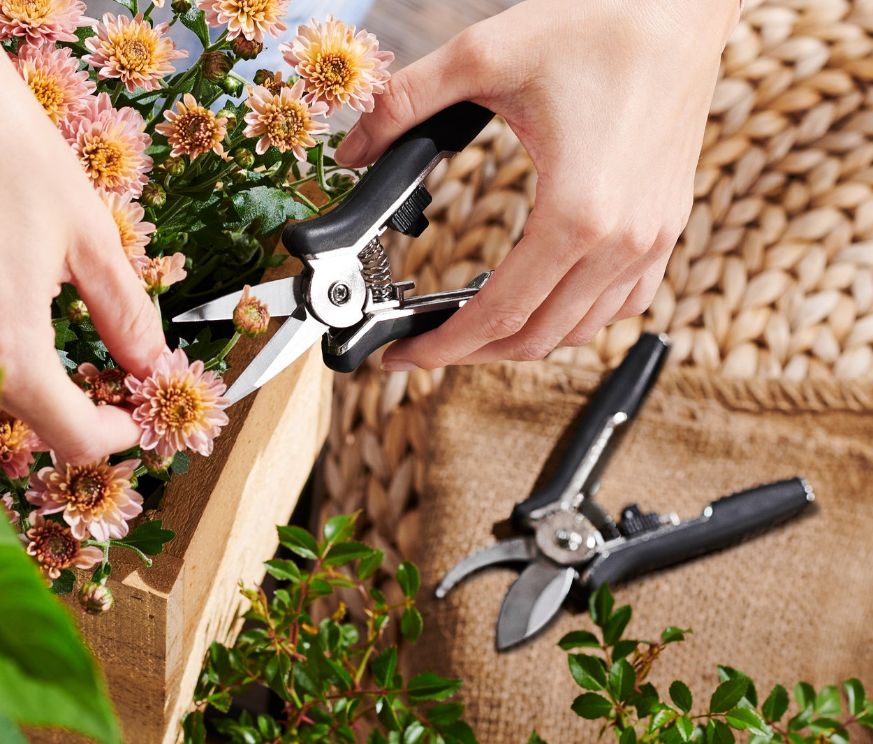 Kadın Mini Bahçe Makası Seti ile çiçekleri kesiyor.