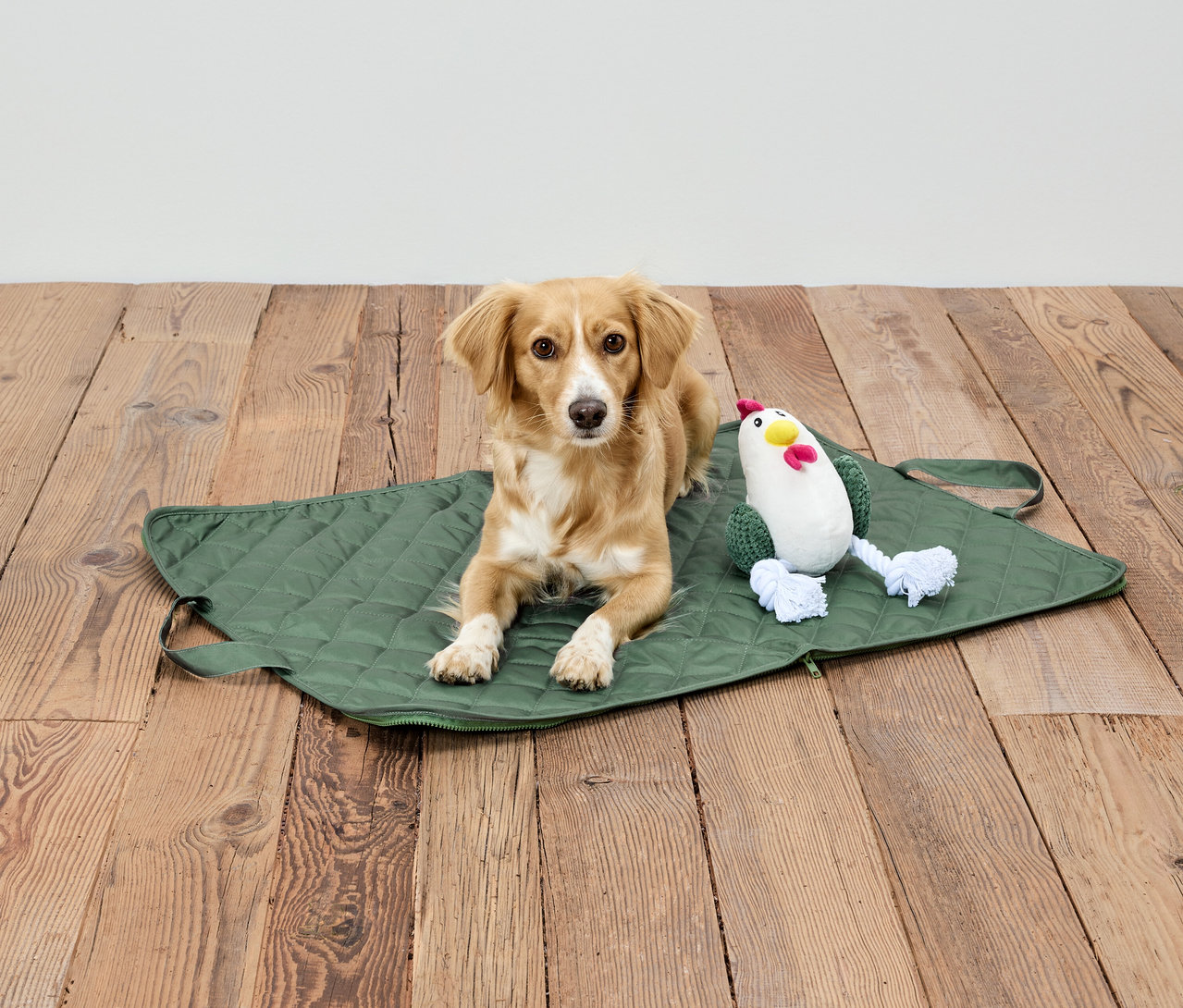 Bir köpek, ahşap bir zeminde, yeşil kapitone bir matın üzerinde, tavuk peluş oyuncağının yanında yatıyor.