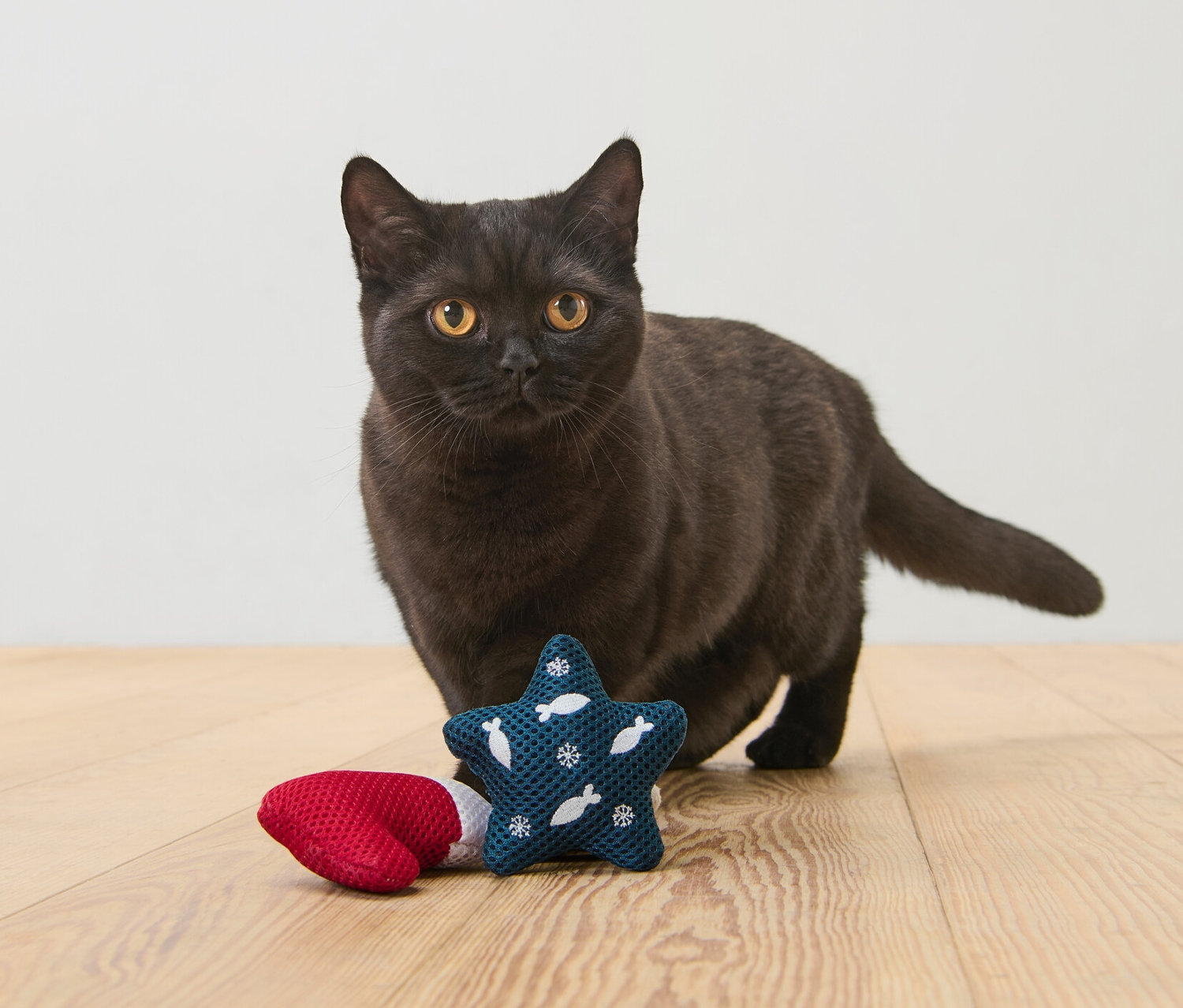 Siyah bir kedi, ahşap bir zeminde Kedi Oyuncağı'nın yanında duruyor.