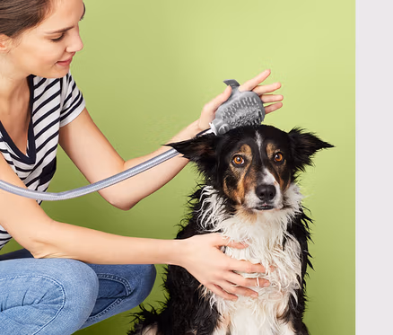 Kadın köpeği köpek duşuyla yıkıyor.