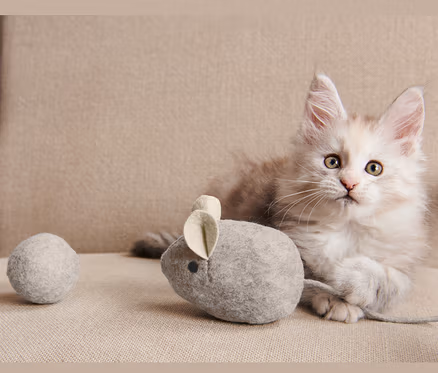 Kedi, bej bir sandalyede, Kedi Oyuncağı Seti'nin yanında uzanıyor.
