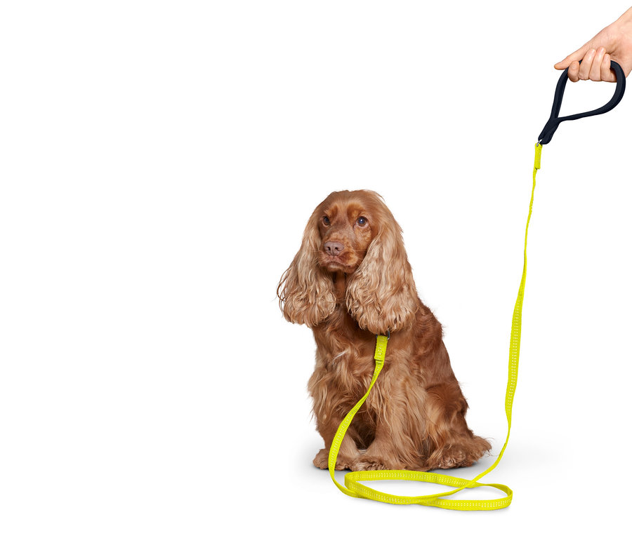 Kahverengi Cocker Spaniel, reflektörlü sarı köpek tasma kordonu ile oturuyor.