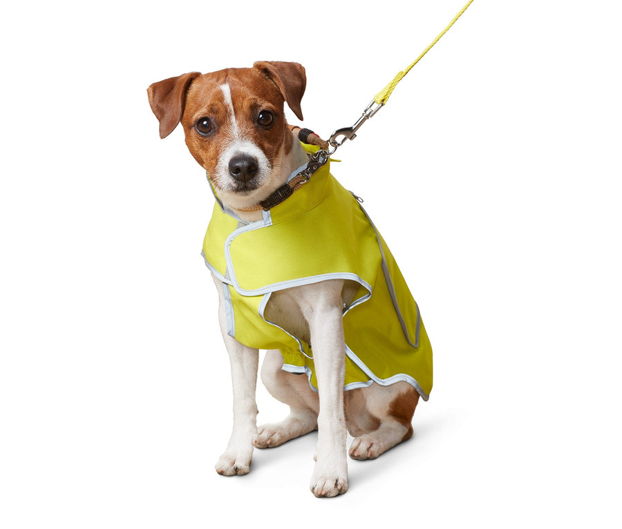 Oturan Jack Russell cinsi köpek, reflektörlü köpek yeleği giyiyor.