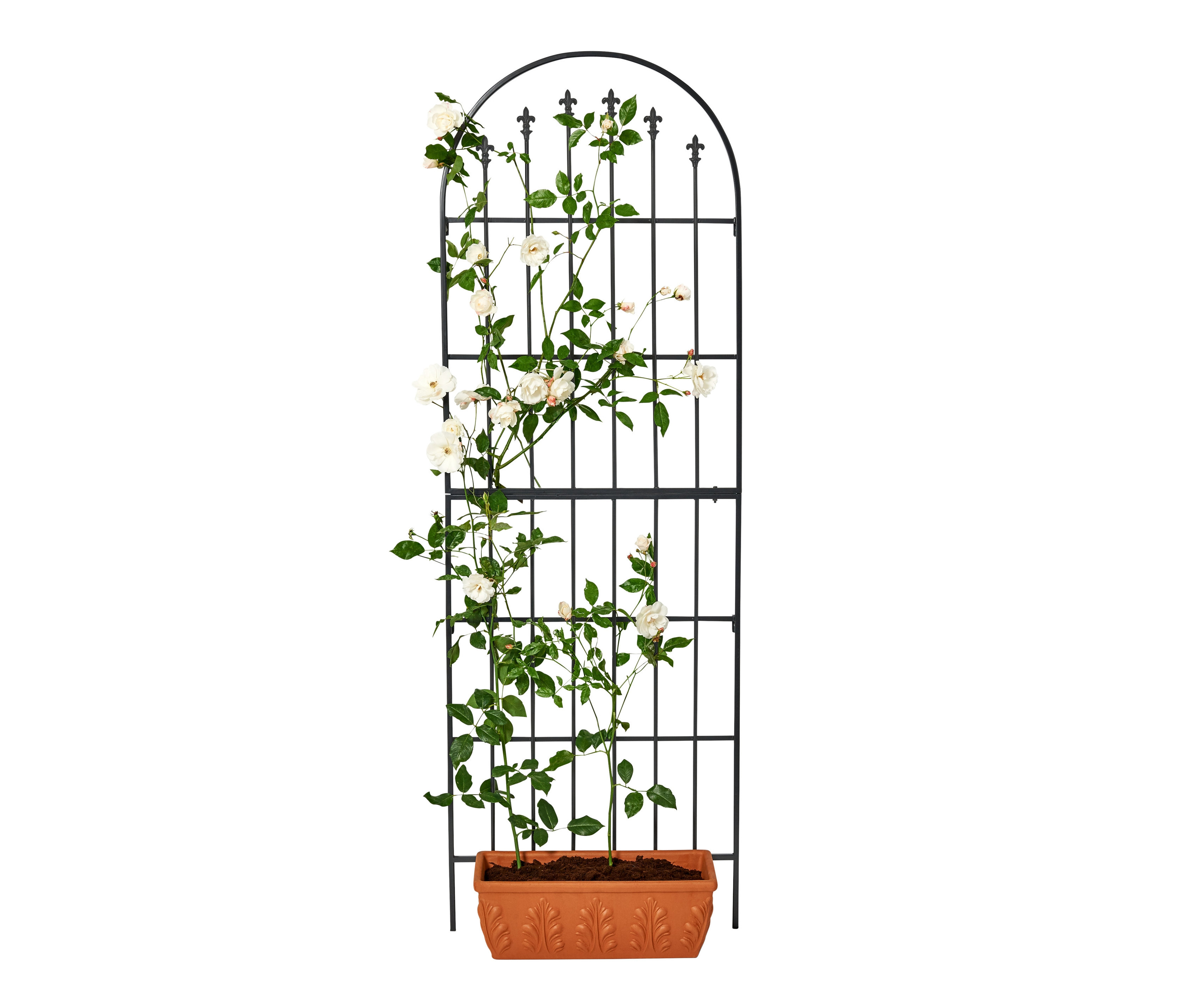 Terakota saksıda beyaz güllerle birlikte siyah Sarmaşık Gül Parmaklığı.