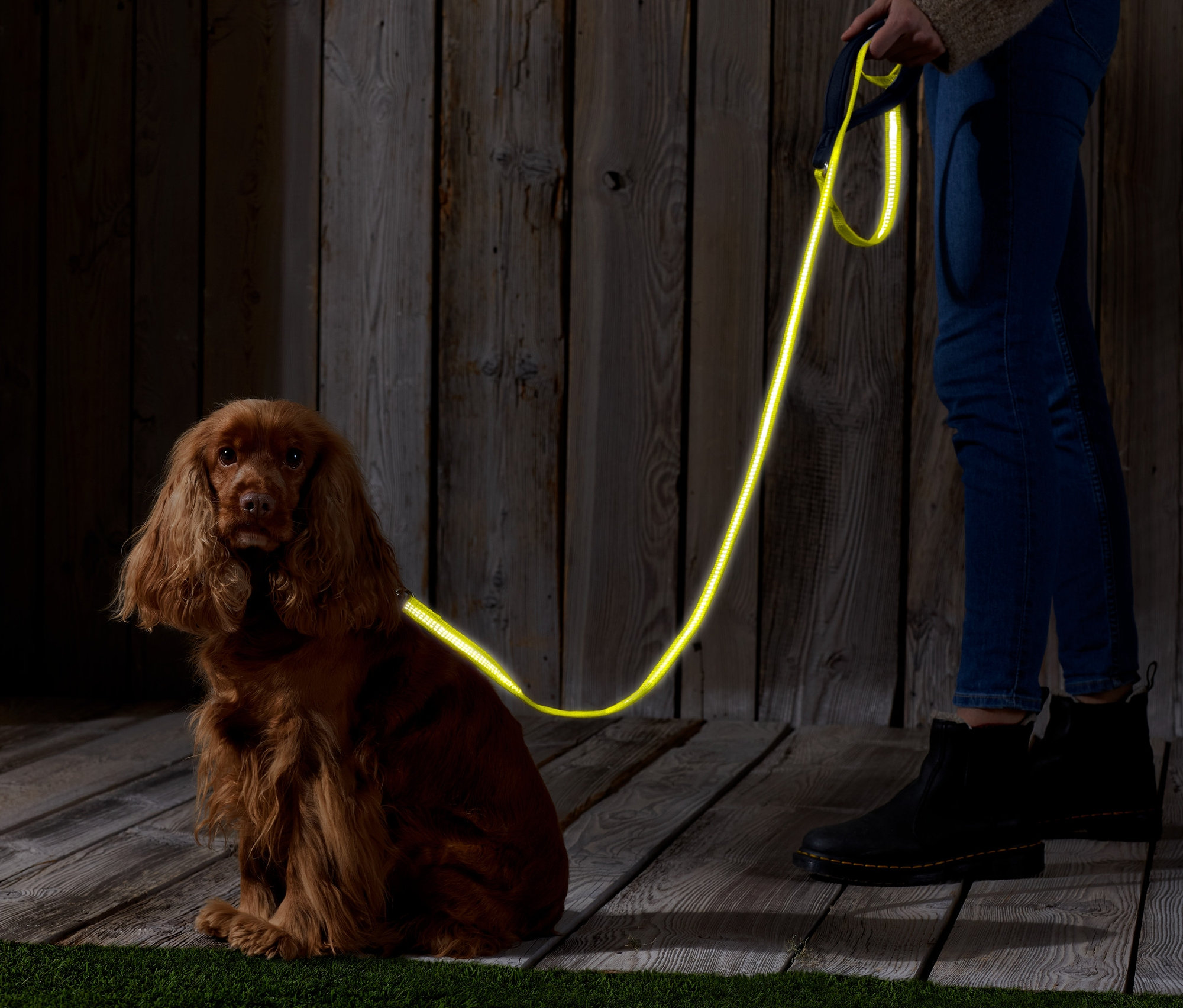 Kahverengi bir Cocker Spaniel, reflektörlü köpek tasma kordonu tutan bir kişinin yanında oturuyor.
