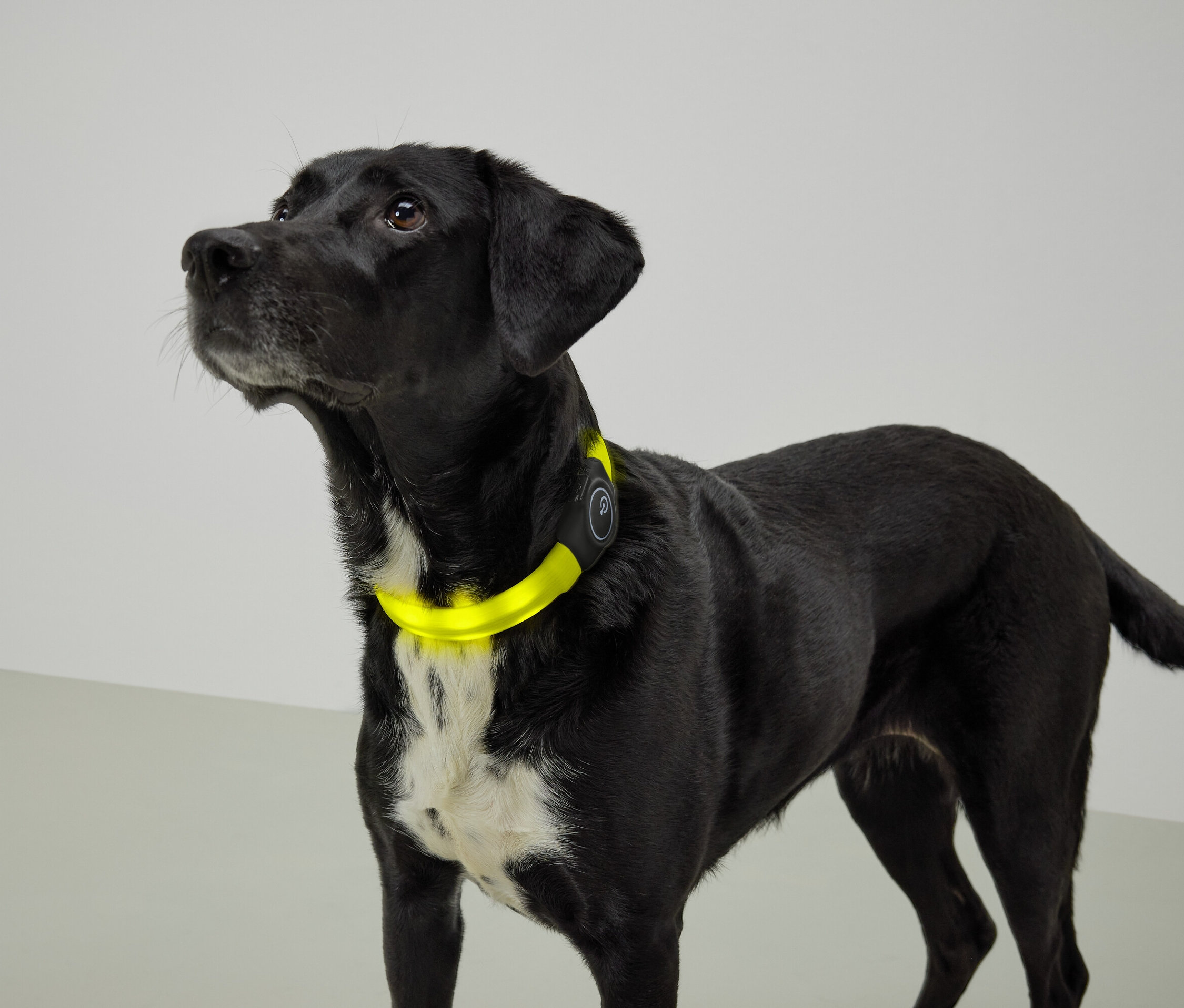 Beyaz göğsü ve sarı tasması olan siyah bir köpek yukarı bakıyor.