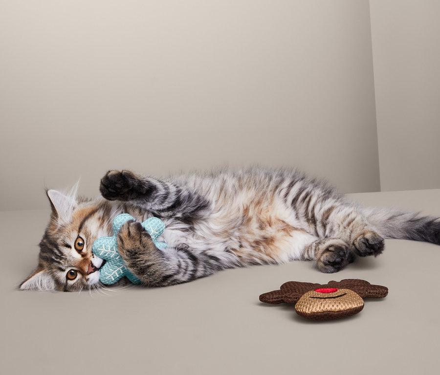 Kedi yavrusu yan yatıyor ve mavi bir kedi oyuncağıyla oynuyor.