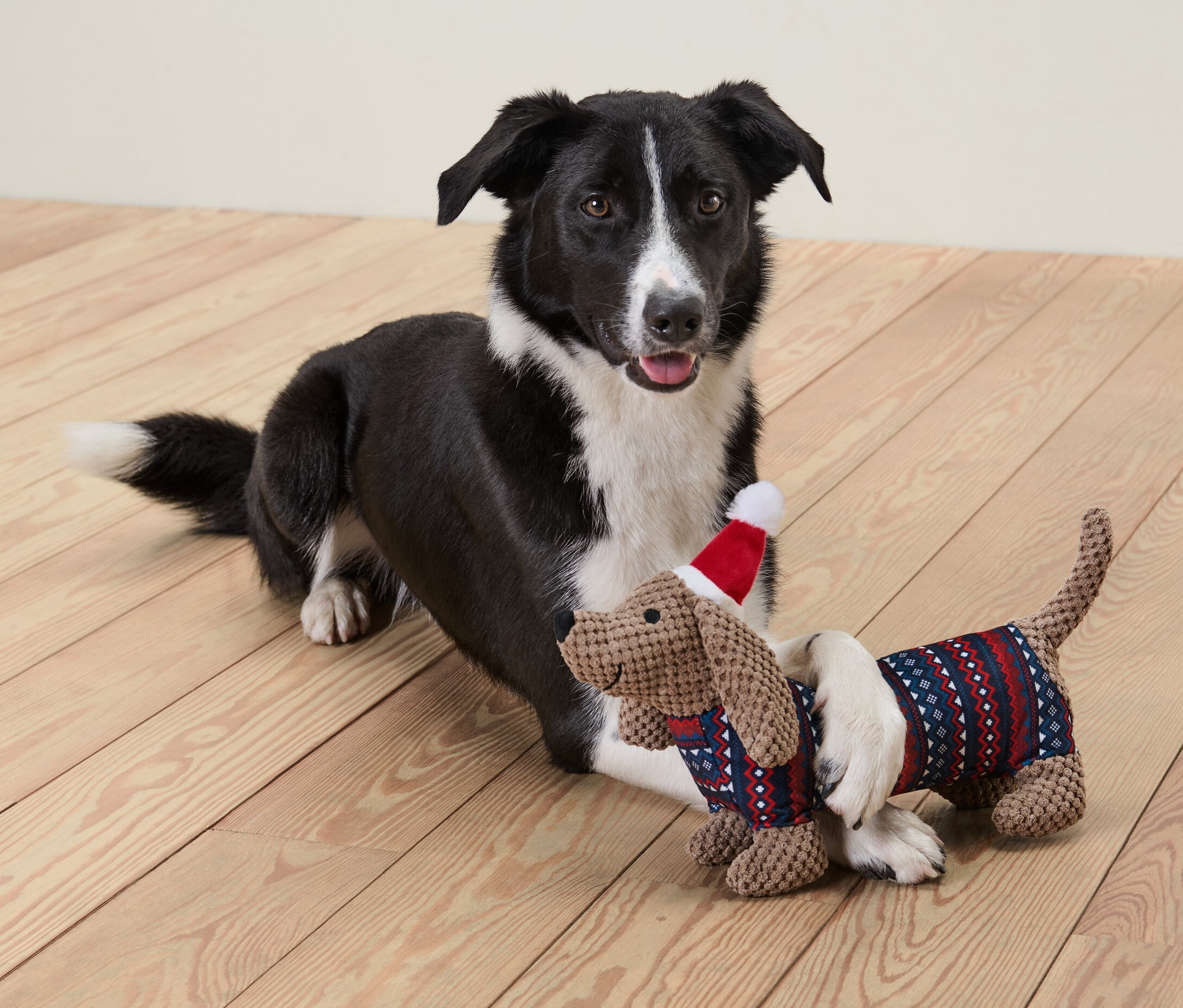 Siyah beyaz köpek, kırmızı şapkalı Pelüş Sosis Köpek oyuncağı ile ahşap zeminde yatıyor.