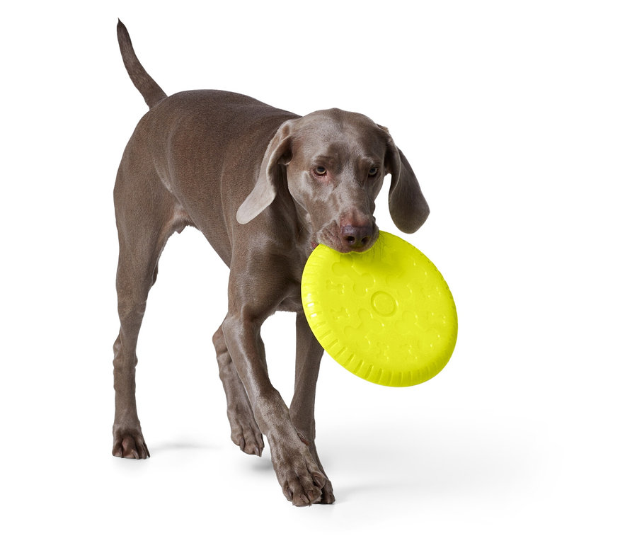 Gri bir Weimaraner ağzında sarı bir frizbi taşıyor.