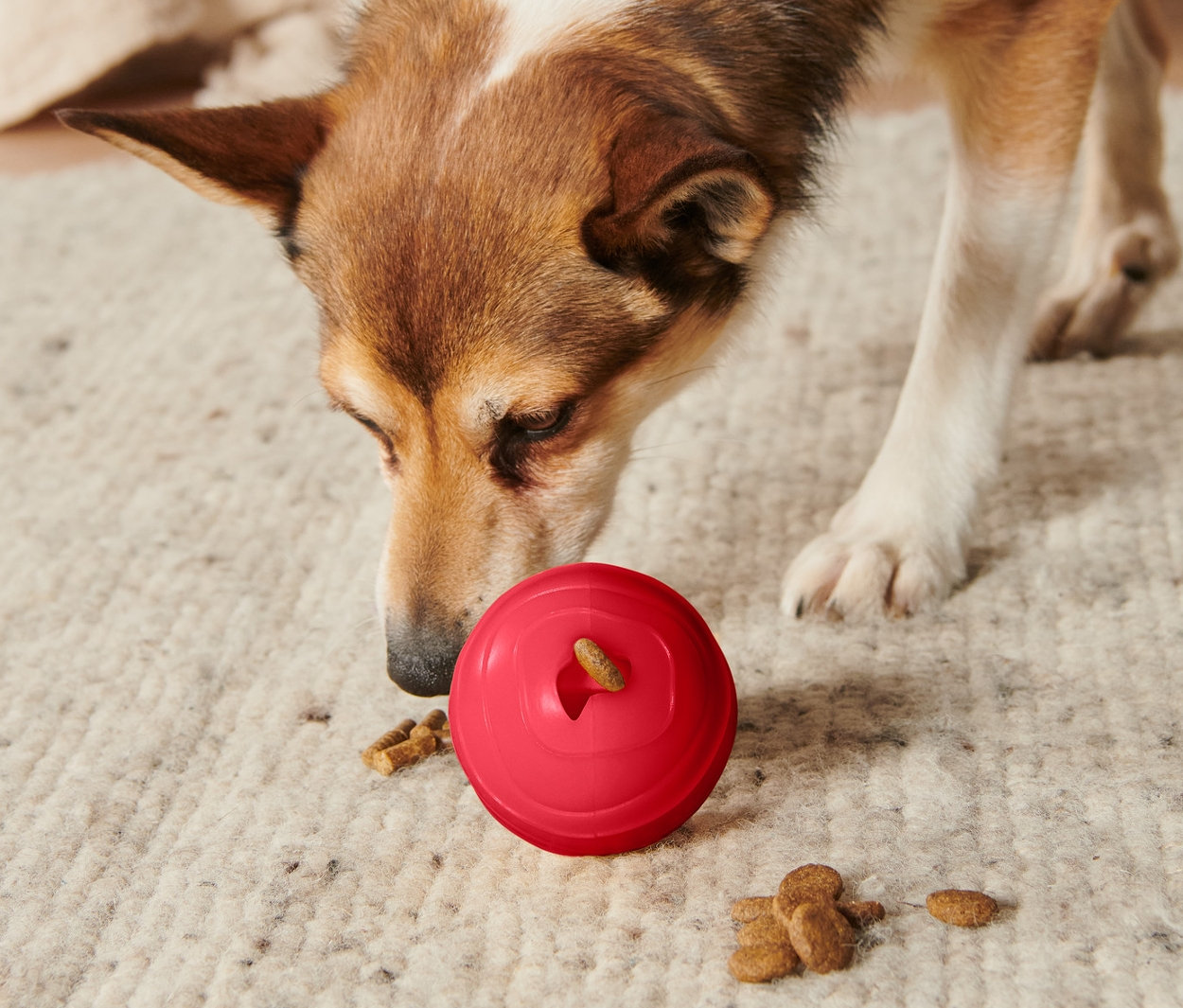 Köpek halıda duran kırmızı Köpek Oyuncağı »Ödül Topu«'nu kokluyor.