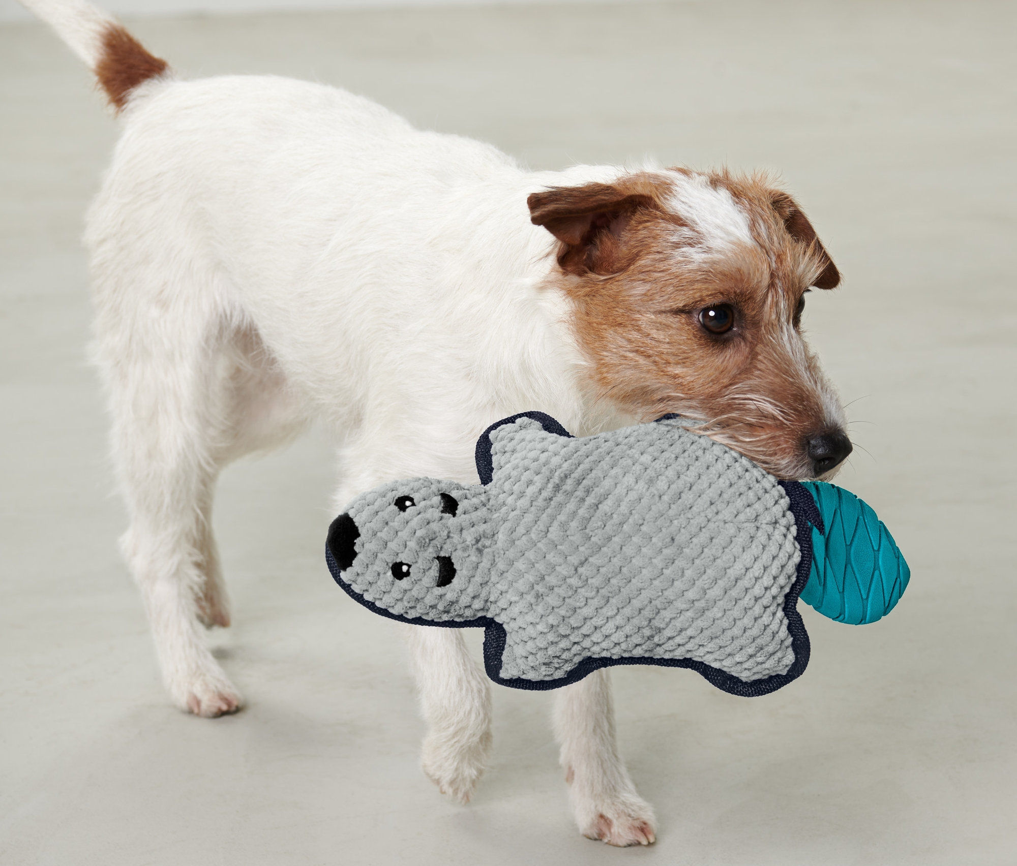 Köpek ağzında Pelüş Köpek Oyuncağı »Kunduz« tutuyor.