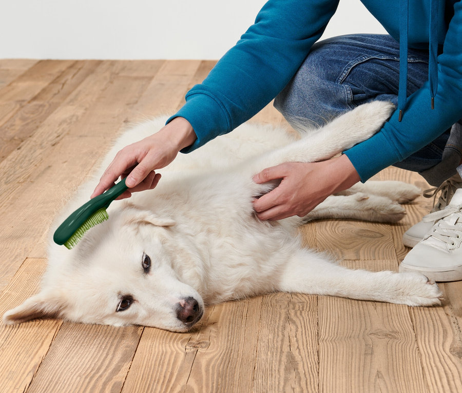 Adam, ahşap zeminde yatan beyaz bir köpeği Hayvan Tüyü Fırçası ile fırçalıyor.