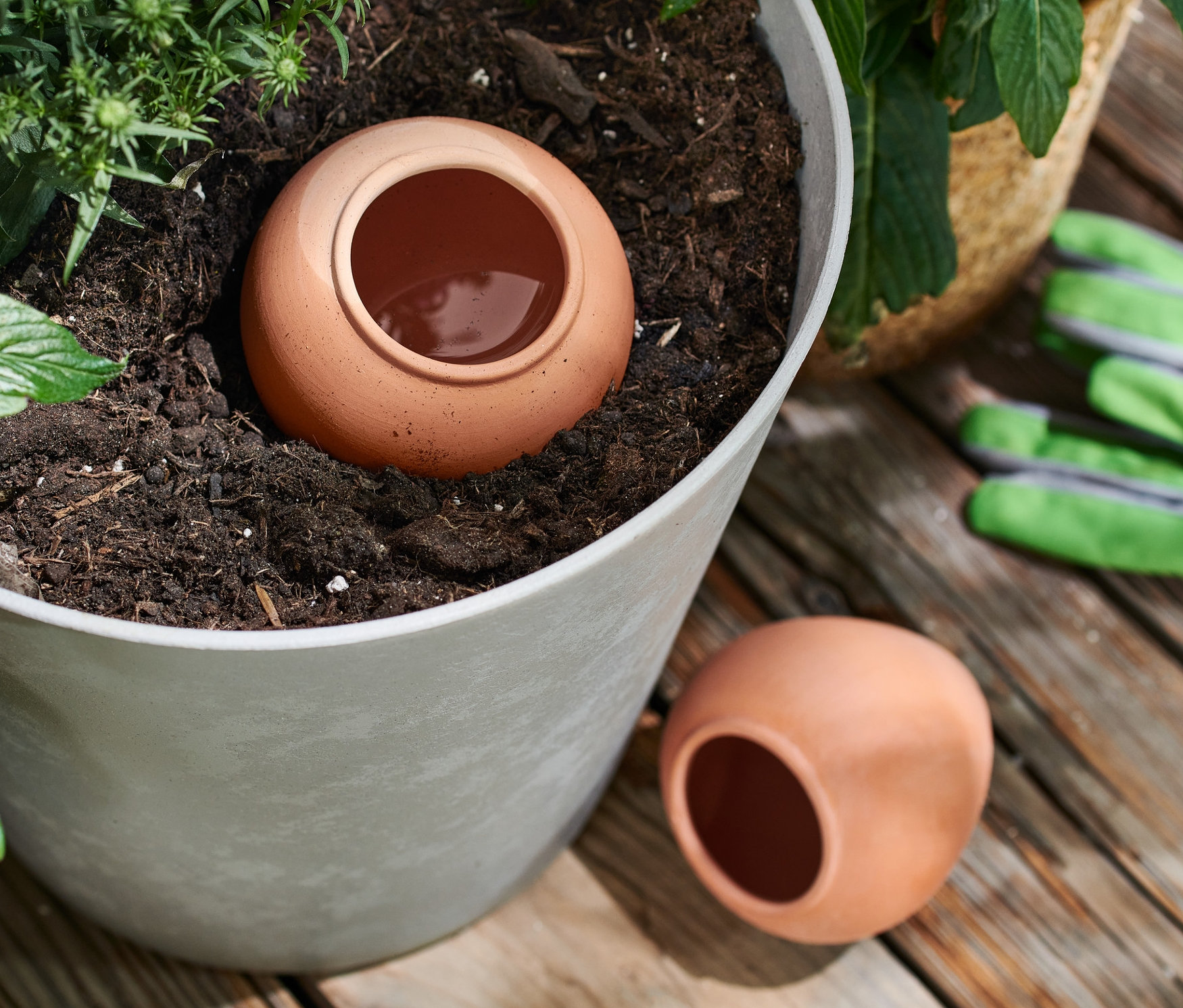 Bir kil bitki sulama yardımcısı bitkilerle dolu bir saksının içinde duruyor, bir diğeri ise saksının yanında duruyor.