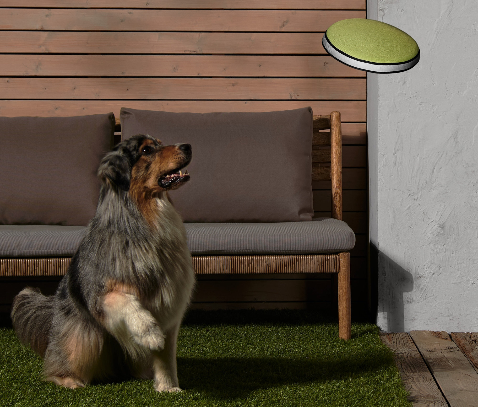 Oturmuş, patisi havada köpek, Köpek Frizbisine bakıyor.