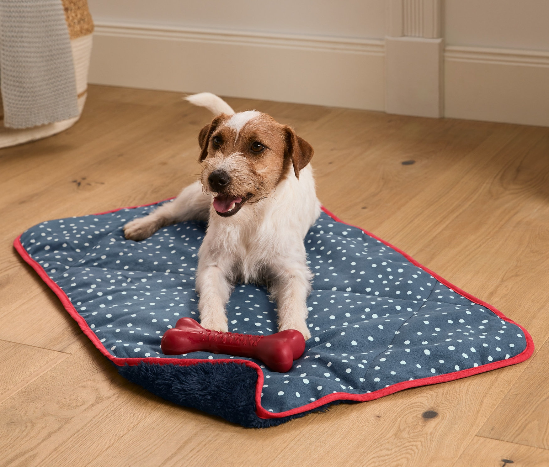 Jack Russell, Köpek Battaniyesi üzerinde kırmızı bir kemikle yatıyor.