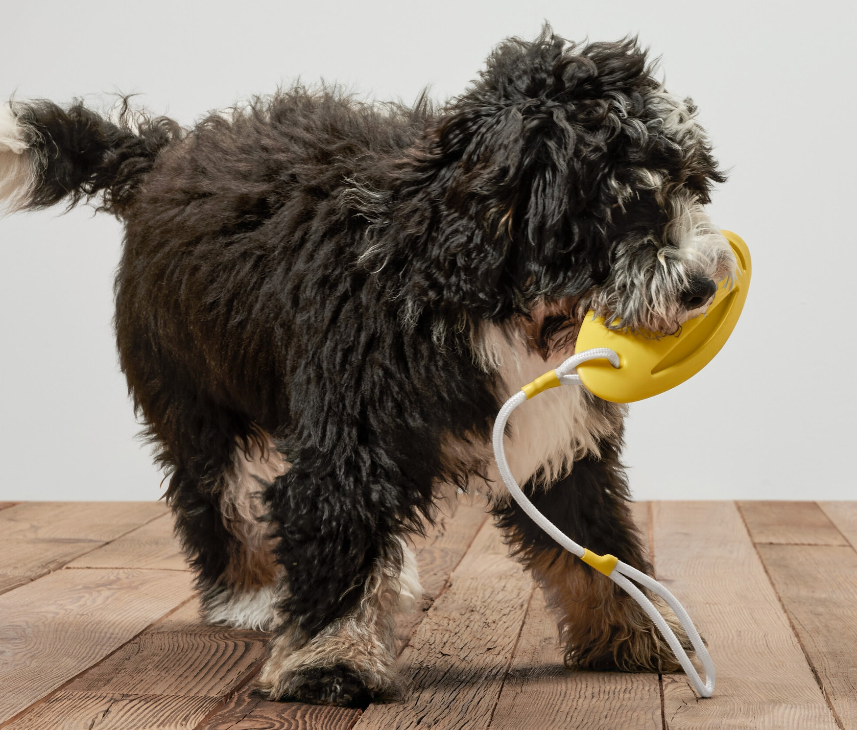 Siyah bir köpek ağzında sarı bir Köpek Atma Oyuncağı ve Su Oyuncağı tutuyor.