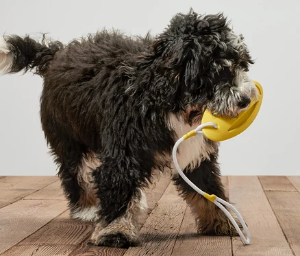 Siyah bir köpek ağzında sarı bir Köpek Atma Oyuncağı ve Su Oyuncağı tutuyor.