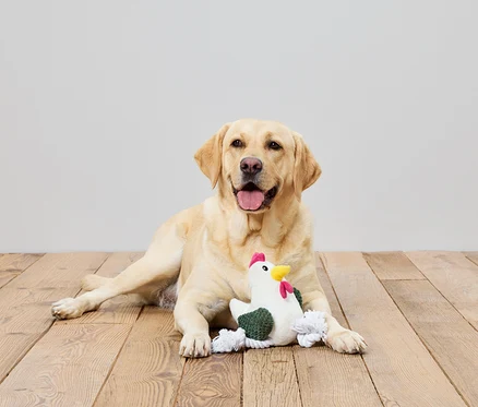 Sarı bir Labrador ahşap bir zeminde yatıyor ve tavuk oyuncağını tutuyor.