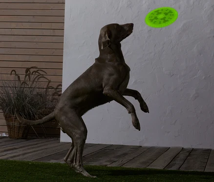 Köpek, Köpek Frizbisini yakalamak için zıplıyor.