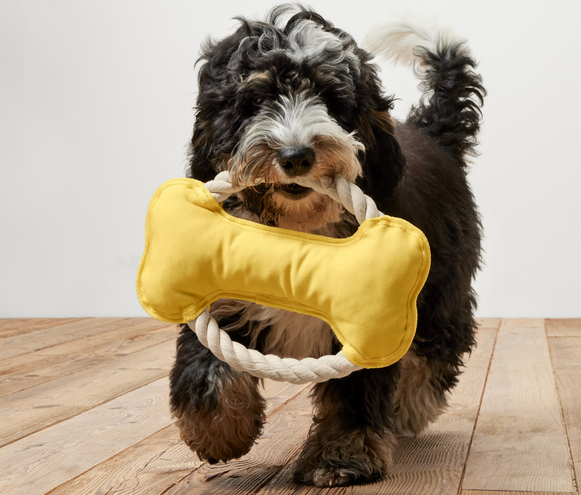 Bir köpek ağzında kemik şeklinde sarı bir Köpek Oyun Halatı taşıyor.