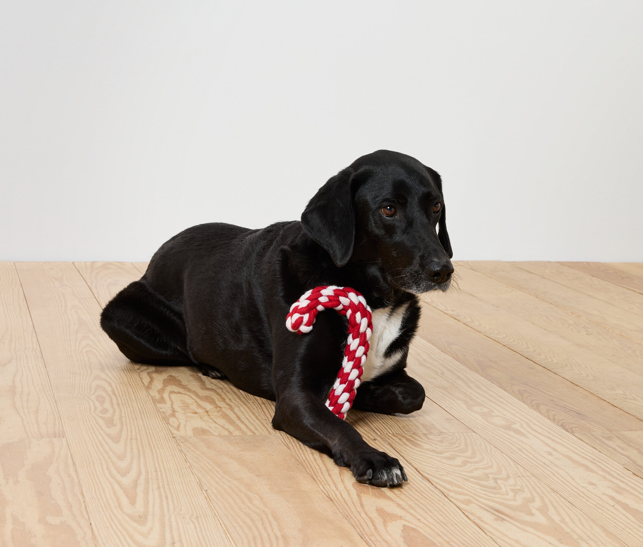 Siyah köpek, ahşap zeminde kırmızı ve beyaz şeker kamışıyla yatıyor.